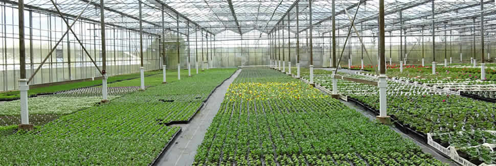 Our greenhouses at Mortimers Nurseries